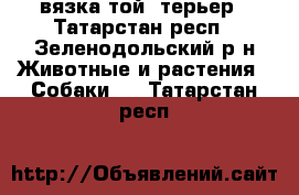 вязка той- терьер - Татарстан респ., Зеленодольский р-н Животные и растения » Собаки   . Татарстан респ.